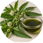 Bhringraj Extract