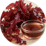 Palmaria Palmata Extract